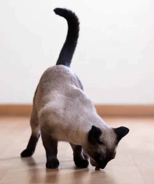 Siyam kedisi — Stok fotoğraf