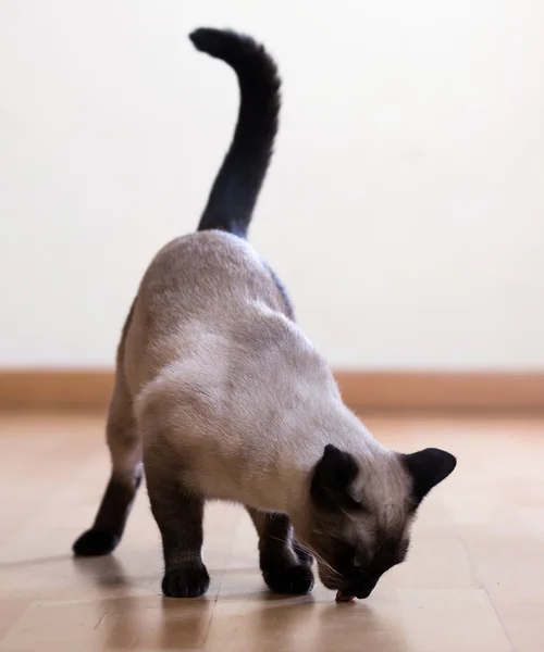 Siamese kat — Stockfoto