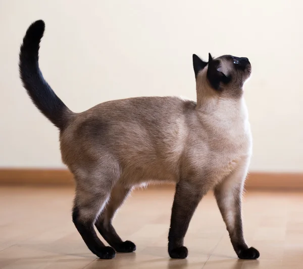 Siamese cat — Stock Photo, Image