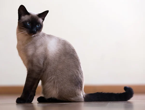 Gatto siamese — Foto Stock