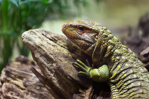 Northern Caiman Lizard — Stock Photo, Image