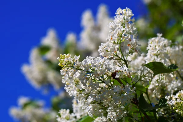 Bílý šeřík proti modré obloze — Stock fotografie