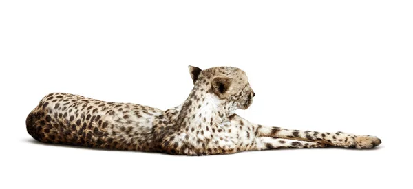 Cheetah mentiroso —  Fotos de Stock