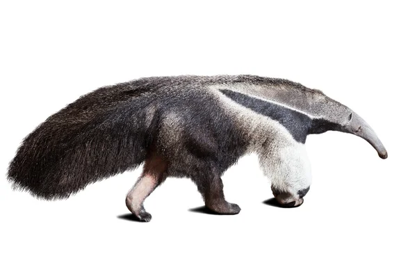 Гігант Anteater — стокове фото