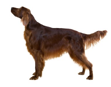 Side view of standing male red irish Setter  clipart