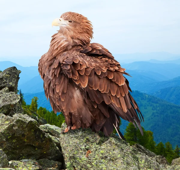 Eagle against wildness background — Stock Photo, Image