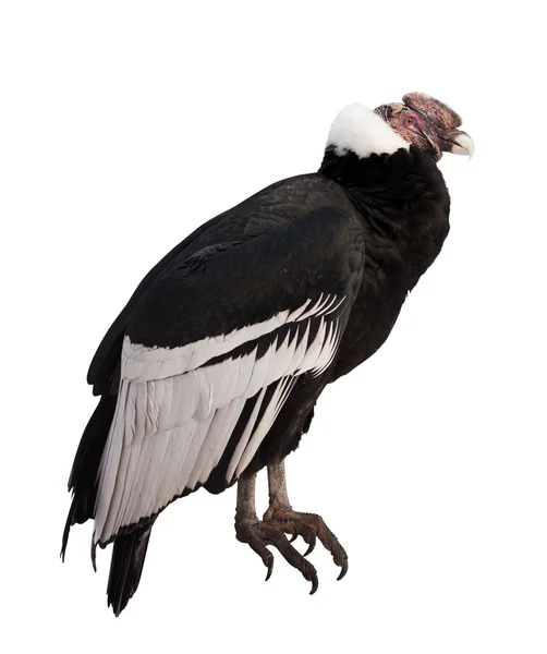Condor των Άνδεων. — Φωτογραφία Αρχείου