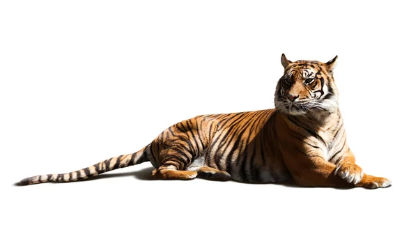 Erwachsener Tiger — Stockfoto