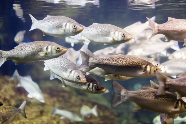 Thicklip grey mullet — Stock Photo, Image