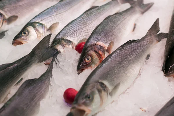 Raw mediterranean seabass — Stock Photo, Image