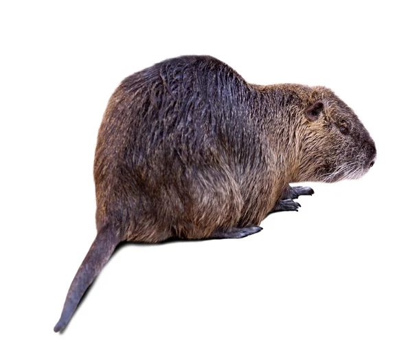 Nutria — Zdjęcie stockowe