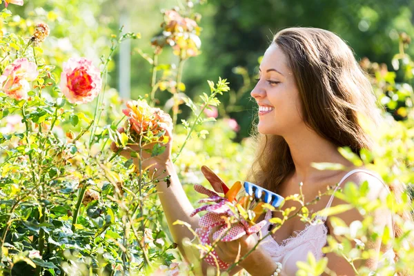Vrouw die werkt in rozen planten — Stockfoto