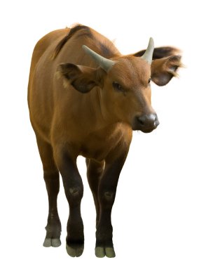 African forest buffalo  clipart