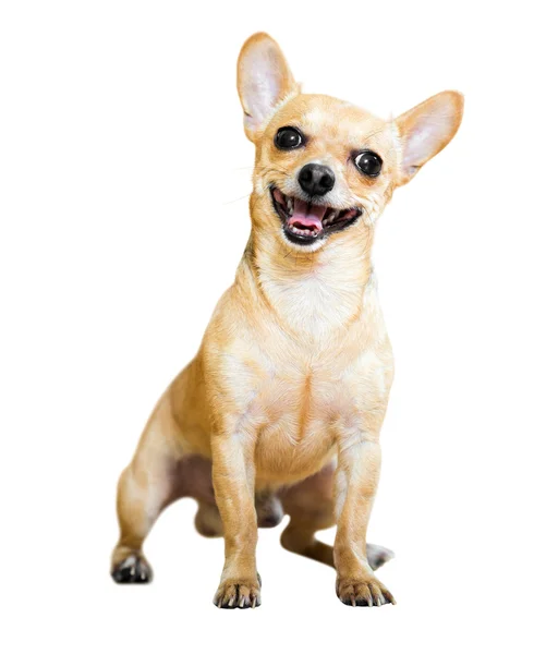 Sitting Russian Toy Terrier — Stock Photo, Image