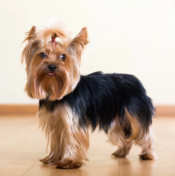 Pies z Yorkshire Terrier — Zdjęcie stockowe