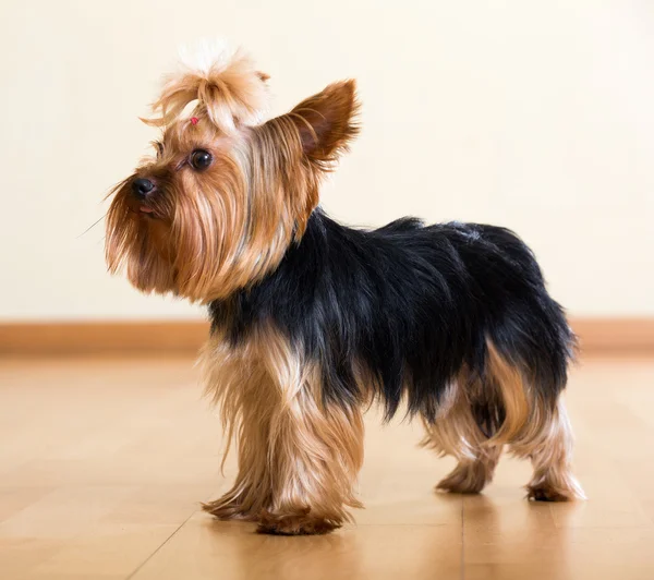 Yorkshire Terrier dog staying on  floor — Stock Photo, Image
