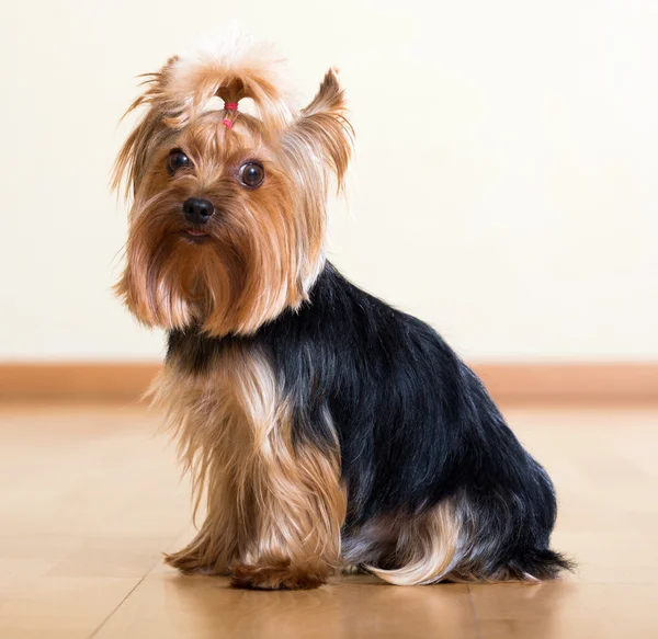 Yorkshire Terrier, siedząc na podłodze — Zdjęcie stockowe