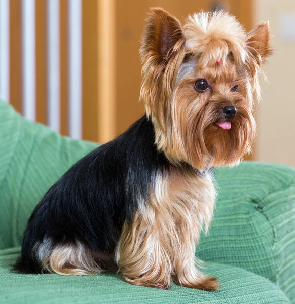 Yorkshire terrier pies siedzi na kanapie — Zdjęcie stockowe