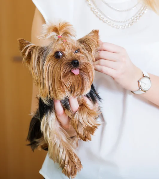 Vrouw strelen charmante Yorkie Terriër huisdier — Stockfoto