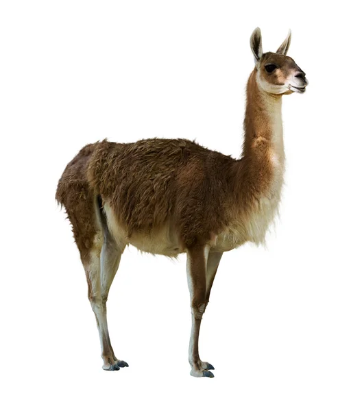 Guanaco — Fotografia de Stock