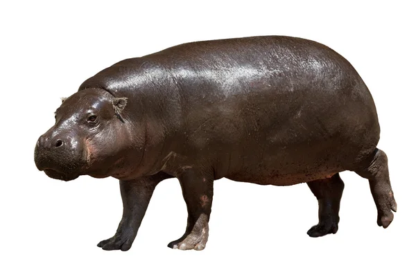 Hipopótamo . — Fotografia de Stock