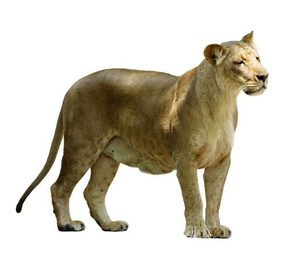 Adult female lion — Stock Photo, Image