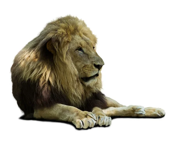 African lion — Stock Photo, Image