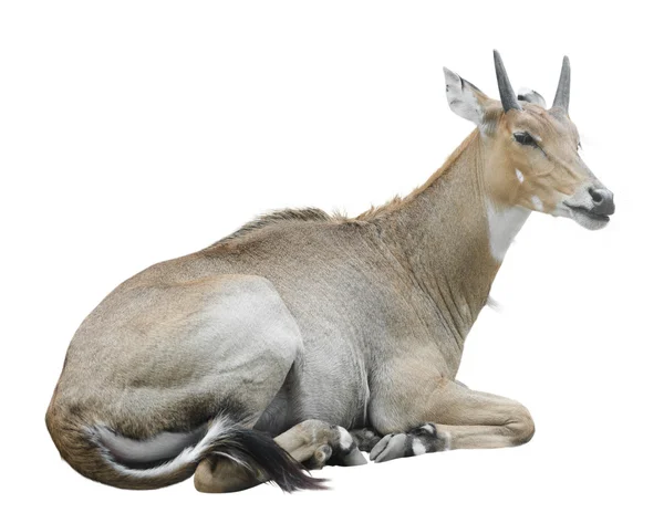 Nilgai (Boselaphus tragocamelus) — Zdjęcie stockowe