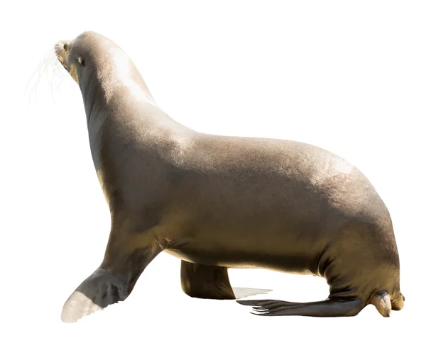 Earless seal — Stock Photo, Image
