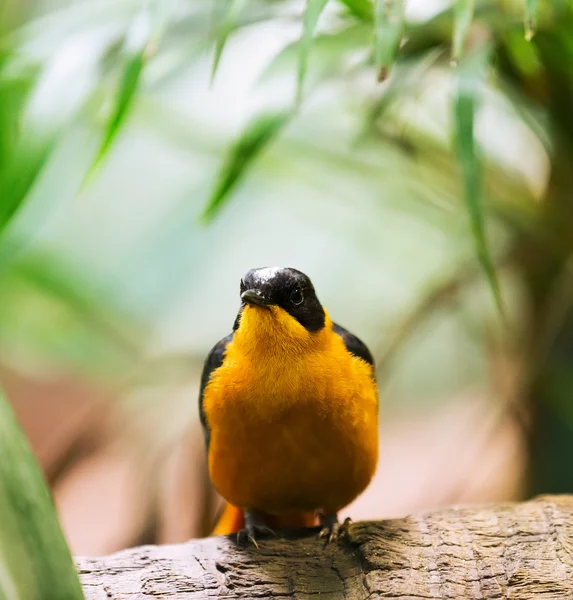 Oriole — Stock Photo, Image