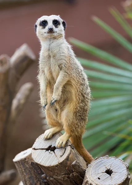 Meerkat op boom — Stockfoto