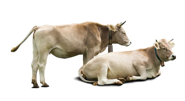 Ausgewachsene Kühe — Stockfoto