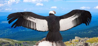 Andean condor  in wildness   clipart