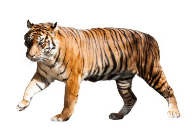 walking adult tiger  clipart