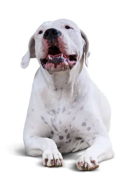 Lying  Dogo Argentino — Stock Photo, Image