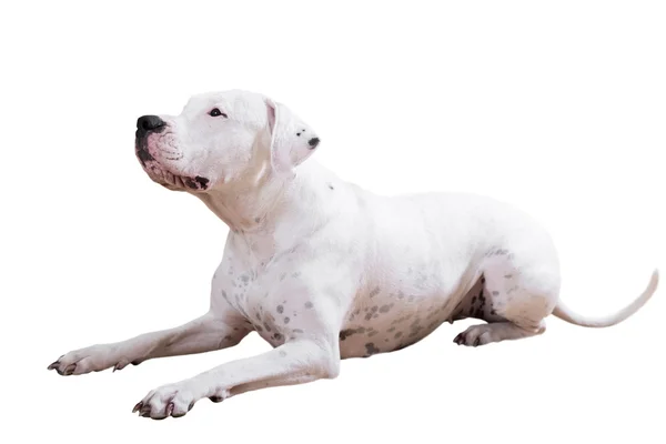 Dogo Argentino — Stock Photo, Image