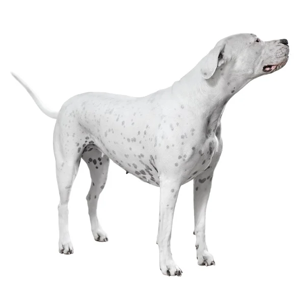 Stehend dogo argentino — Stockfoto