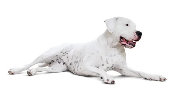 Yetişkin dogo argentino yalan — Stok fotoğraf