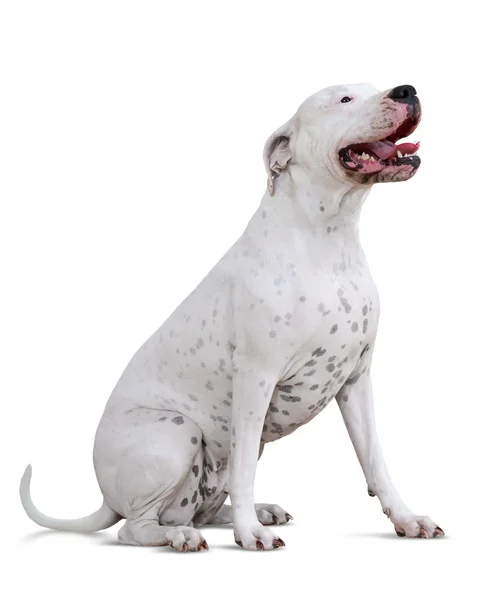 Dogo argentino oturan — Stok fotoğraf