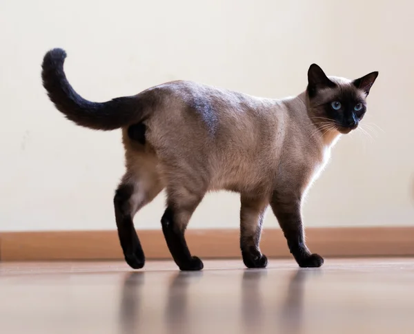 Full length shot of  young  siamese cat — Stock Photo, Image