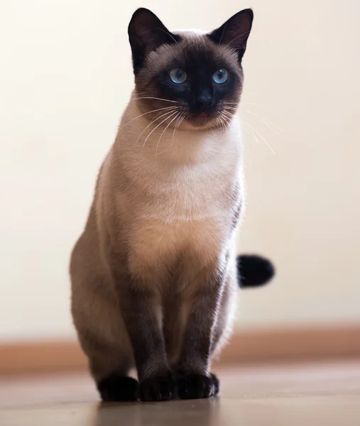 Сидящий взрослый сиамский кот — стоковое фото