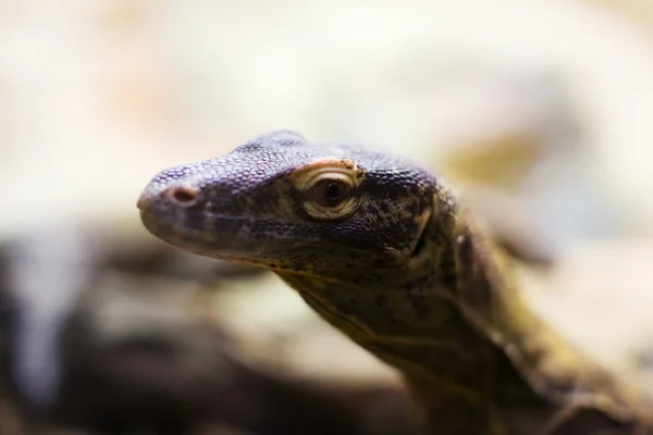 Hoofd van komodo dragon — Stockfoto