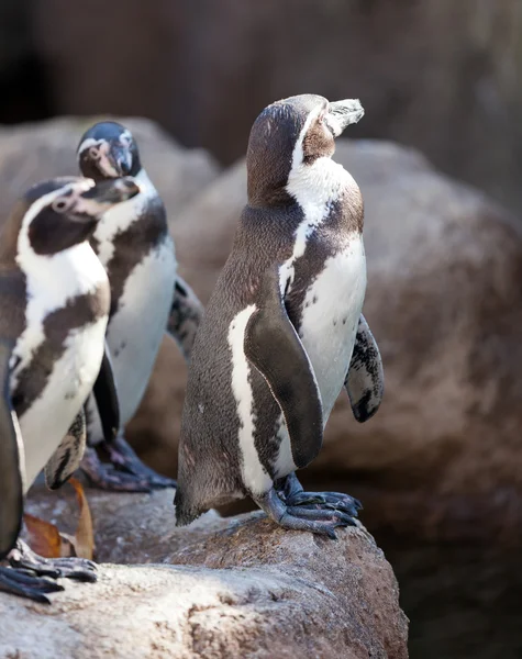 Humboldt penguins — Stock Photo, Image