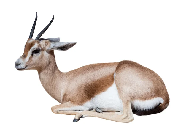 Sitting  dorcas gazelle — Stock Photo, Image