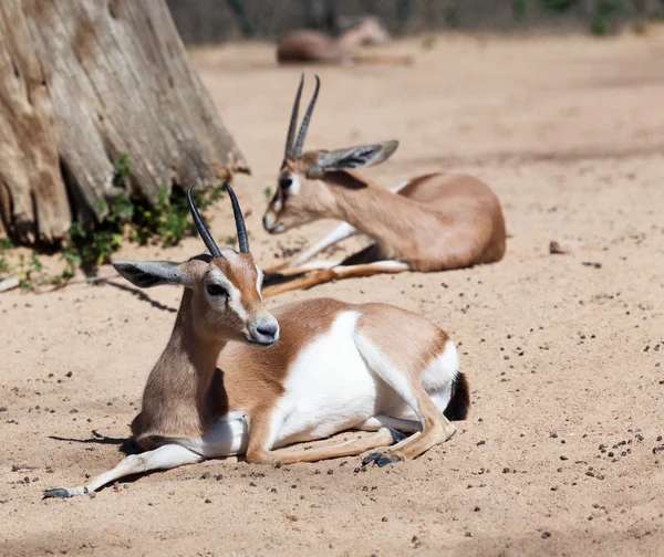 Gazelles sur sable — Photo