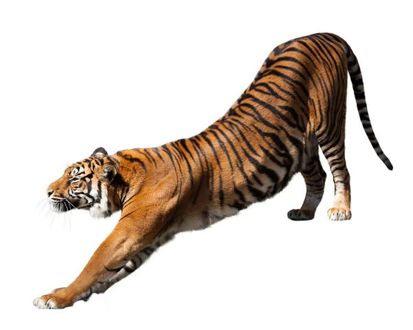 Tiger — Stock Photo, Image