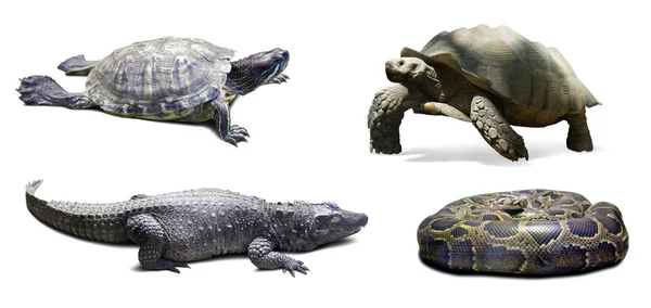 Set of reptilian. — Stock Photo, Image