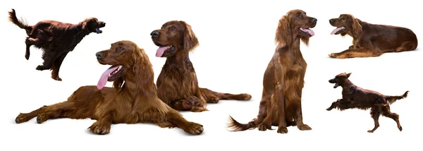 Set of Irish Setters — Stock Photo, Image