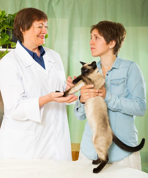 Veterinário verificando a saúde do gato — Fotografia de Stock