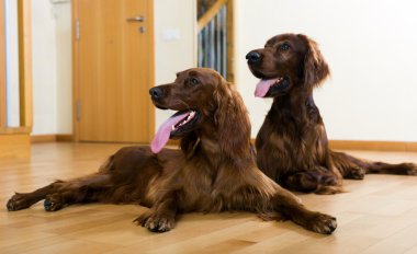 Two setter dogs clipart